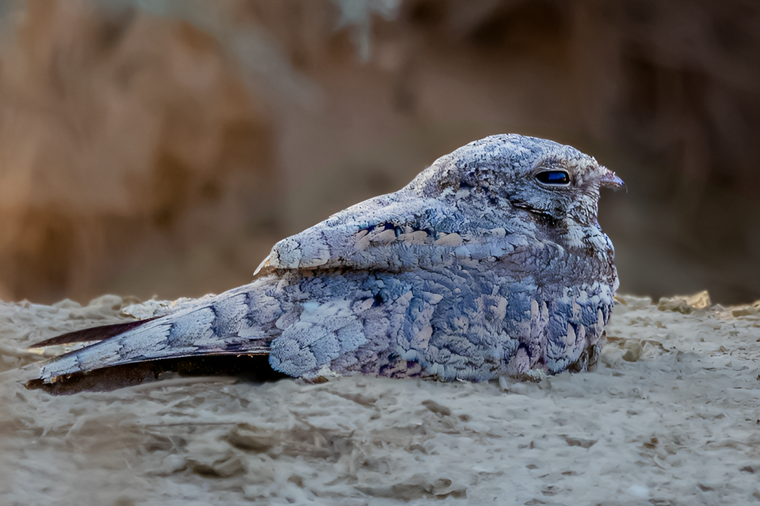 Egyptian nightjar