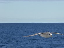Eissturmvogel über dem europäischen Nordmeer
