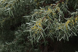 Elaeagnus angustifolia