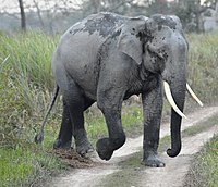 Asiatischer Elefant