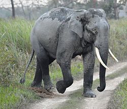 Elephant at kazirangaa.jpg