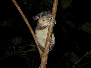 A dormouse (Eliurus sp.)