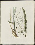 Elymus arenarius (modern=Leymus arenarius) (Plate 0172)