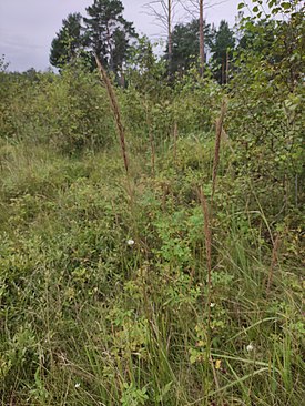 Elymus gmelinii 151201558.jpg