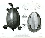 Мексиканская черепаха (Dermatemys mawii)