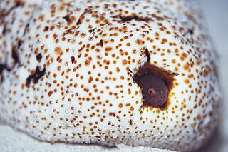 Pinhead pearlfish Species of fish