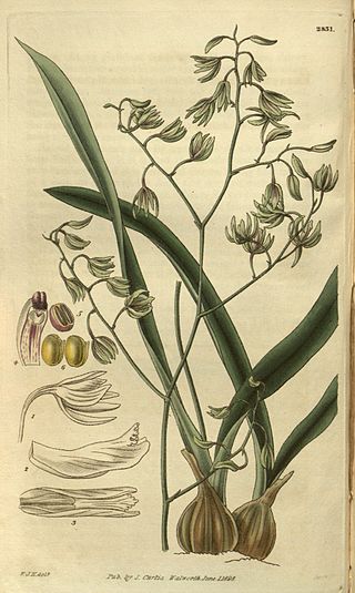 <i>Encyclia viridiflora</i> Species of orchid