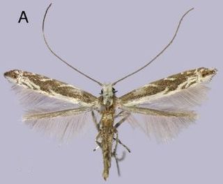 <i>Epicephala anthophilia</i> species of insect