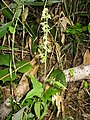 Epipactis papillosa