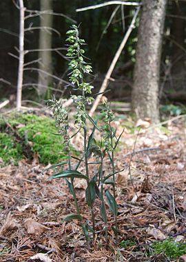 Epipactis purpurata 020806.JPG