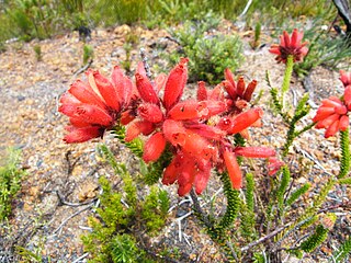 <i>Erica cerinthoides</i> Species of flowering plant