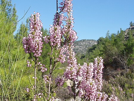 Erica_manipuliflora