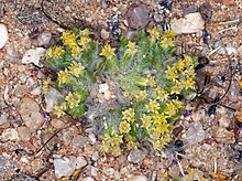 Eriophyllum mohavense (Mojave жүнді күнбағыс) (6739724025) .jpg