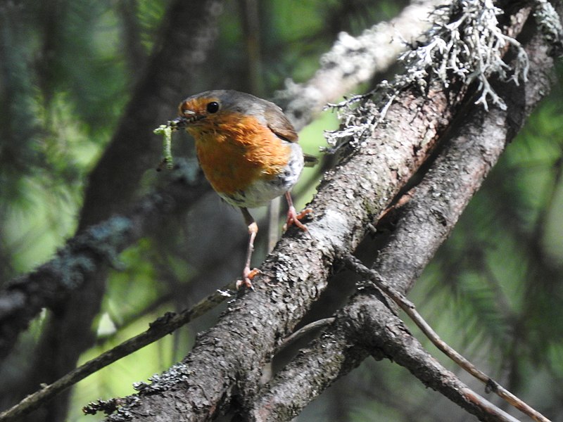 File:Erithacus rubecula 107072507.jpg