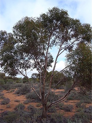 <i>Eucalyptus dundasii</i> Species of eucalyptus