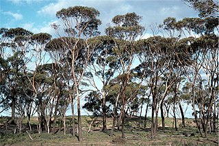 <i>Eucalyptus kondininensis</i> Species of eucalyptus