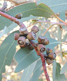 fruit Eucalyptus nortonii fruit.jpg