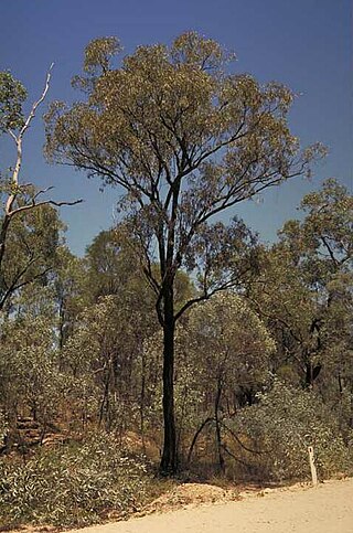 <i>Eucalyptus tholiformis</i> Species of eucalyptus