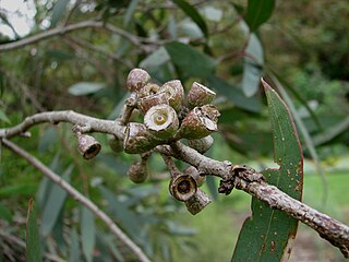 <i>Eucalyptus walshii</i> Species of eucalyptus