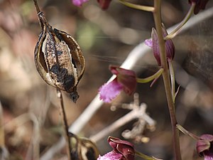 Eulophia nuda (5780138696).jpg