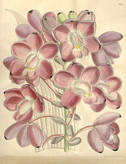 Eulophiella roempleriana - flower (as Eulophiella peetersiana) - Curtis' 124 (Ser. 3 no. 54) pl. 7612 (1898).jpg