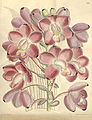 Eulophiella roempleriana (as syn. Eulophiella peetersiana) plate 7612 in: Curtis's Bot. Magazine (Orchidaceae), vol. 124, (1898)