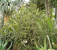 Euphorbia grandidens