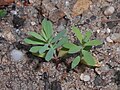 Siewki Euphorbia seguieriana.