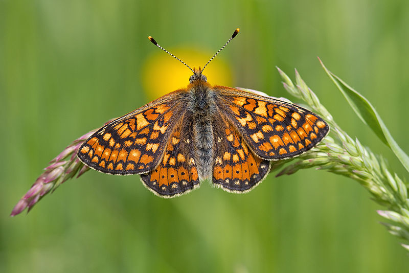 File:Euphydryas aurinia..jpg