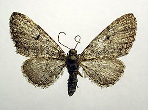 Eupithecia egenaria.jpg