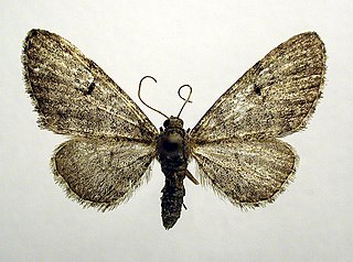 <i>Eupithecia egenaria</i> Species of moth