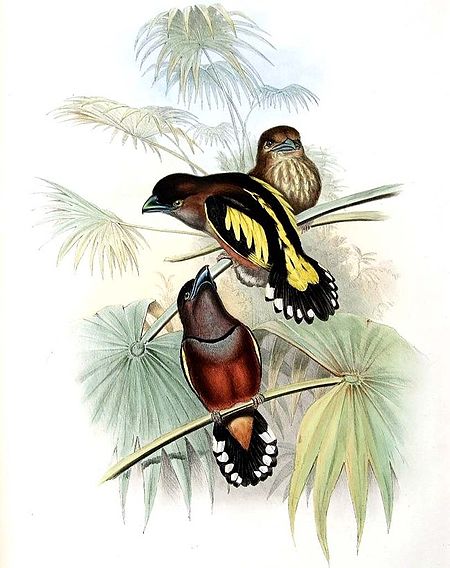 Tập_tin:Eurylaimus_javanicus.jpg