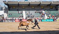 Español: Desfile de caballos en la Exposición Rural de Palermo 2016, Buenos Aires, Argentina English: Horse parades in La Rural 2016, Buenos Aires, Argentina