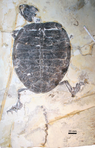 <i>Liaochelys</i> Extinct genus of turtles