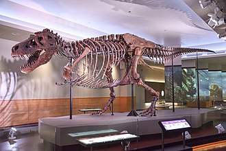 Sue, the largest and most complete (90%) Tyrannosaurus rex skeleton yet discovered FMNH SUE Trex.jpg