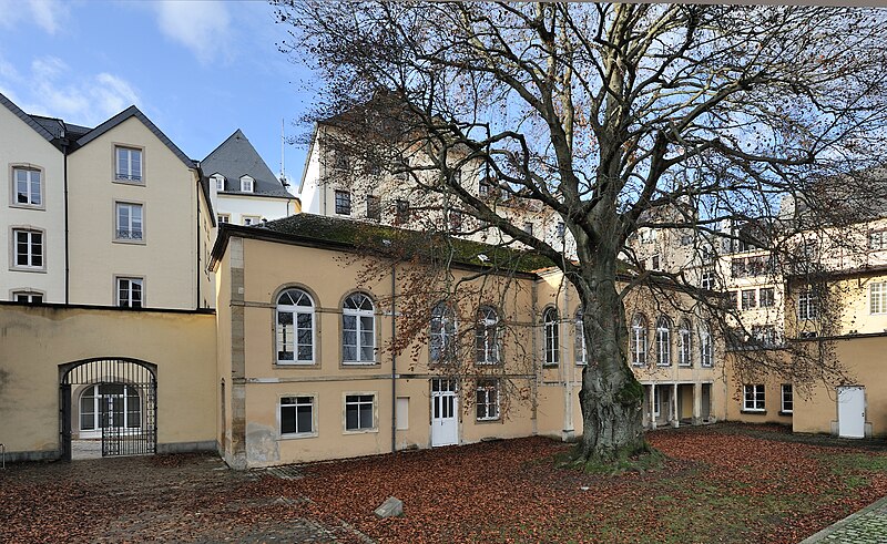 File:Fagus sylvatica f purpurea Luxemb St Esprit 03.jpg