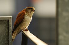 Falco cenchroides Flickr. jpg 