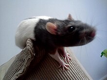 Domesticated rat Fancy rat.jpg