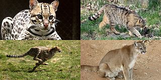 <span class="mw-page-title-main">Felinae</span> Subfamily of Felidae