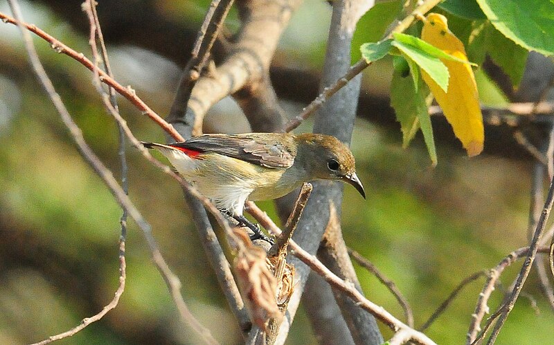 File:Female Scarlet Backed Flowerpecker.jpg