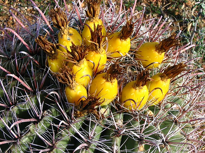 Плоды ферокактуса пурпурового (Ferocactus wislizeni)