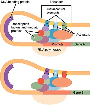 Transcripción Genética: Etapas, Transcripción en procariotas, Transcripción en eucariotas
