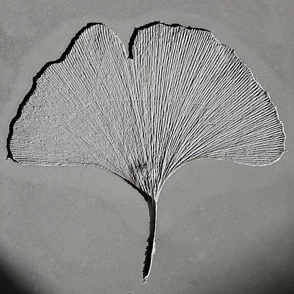 File:Fingerprint Leaves - Ginkgo Biloba Tree leaf.jpg