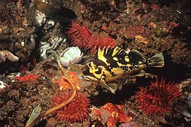 Un sébaste jaune et noire, parmi les étoiles de mer et anémones de mer, en Californie.