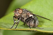 Un ejemplar de Sarcophagidae, eliminando líquido, para aumentar la concentración de alimento sólido ingerido.