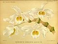 Dendrobium wardianum plate 5 a in: A.Cogniaux & A.Goossens: Dictionnaire iconographique des orchidées, (1896-1907)