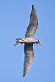 * Nomination River tern (Sterna aurantia) in flight, Harangi Reservoir, Coorg --Tagooty 00:45, 20 April 2024 (UTC) * Promotion Good quality. --XRay 03:03, 20 April 2024 (UTC)