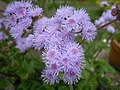 Ageratum houstonianum