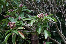 Flowering Tonka Bean tree (Dipteryx odorata).jpg