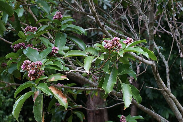 Scentgasms - #tonkabean Comes from a plant called Dipteryx odorata  (commonly known as cumaru/kumaru) that belongs to the pea family. It can be  found in northern parts of South America. The tonka